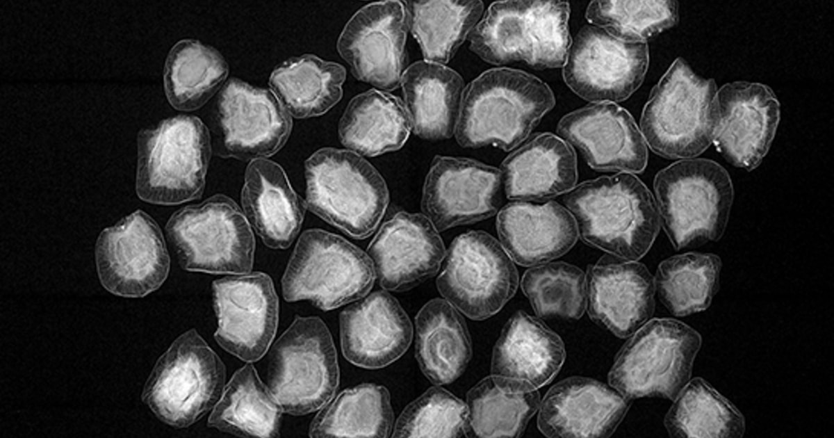 Pequeñas sobrevivientes. Cómo las semillas habitan el desierto