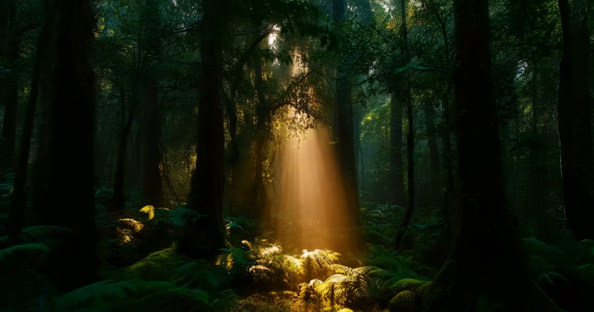 La Catedral del Bosque: Resonancias Sacras