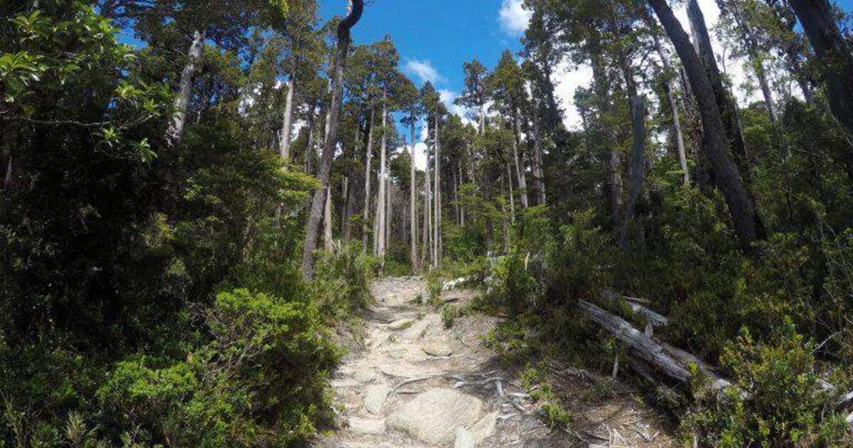 PARQUE NACIONAL ALERCE COSTERO