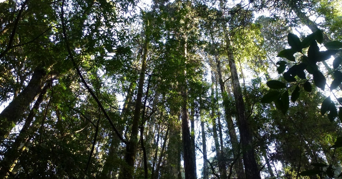 MONUMENTO NATURAL LAHUEN ÑADI