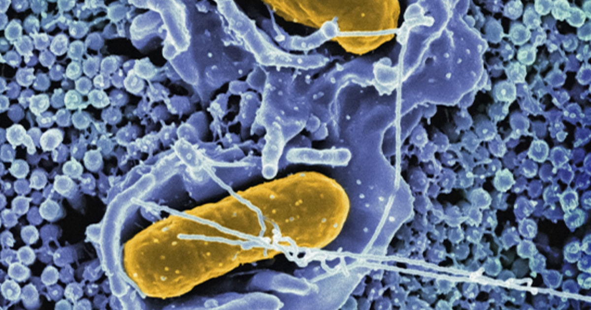 Un jardín dentro de nosotros