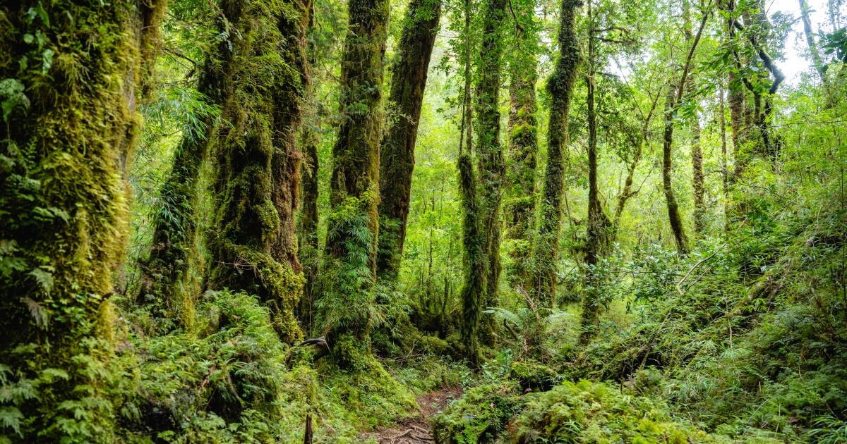 PARQUE NACIONAL ALERCE ANDINO