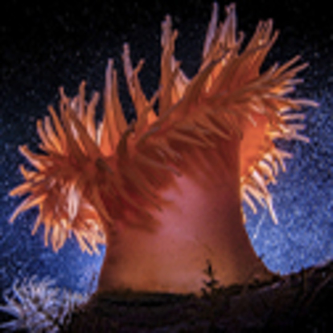 Música desde el fondo del mar. Concierto sinfónico y fotografía