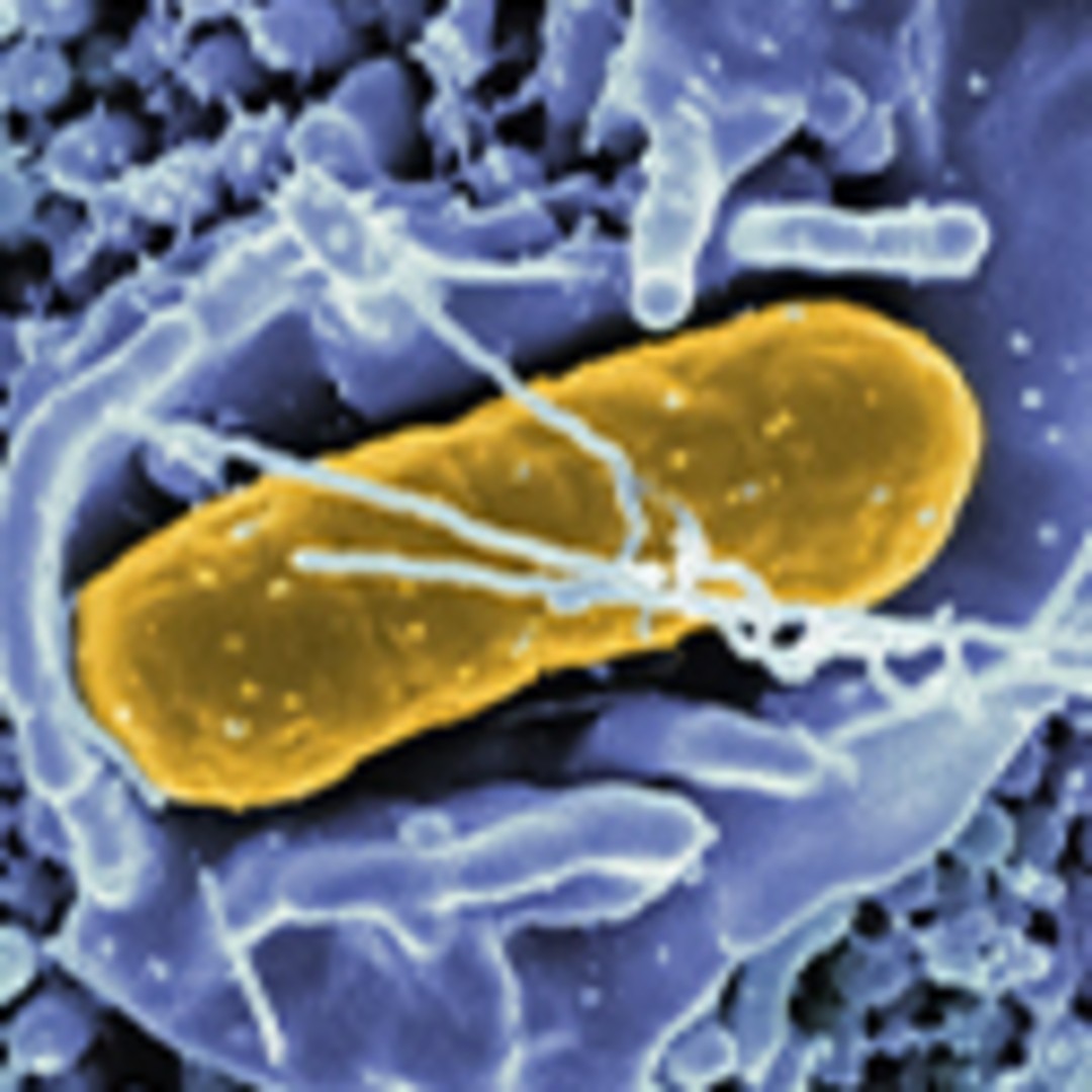 Un jardín dentro de nosotros