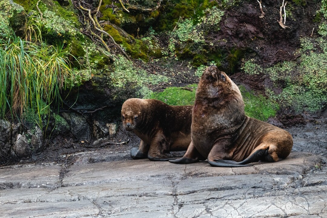 Entradas para PARQUE NACIONAL KAWESQAR Pases Parques
