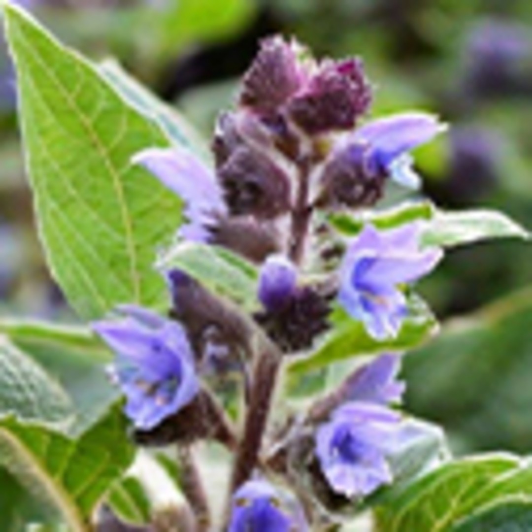 Boldo, del tazón al laboratorio