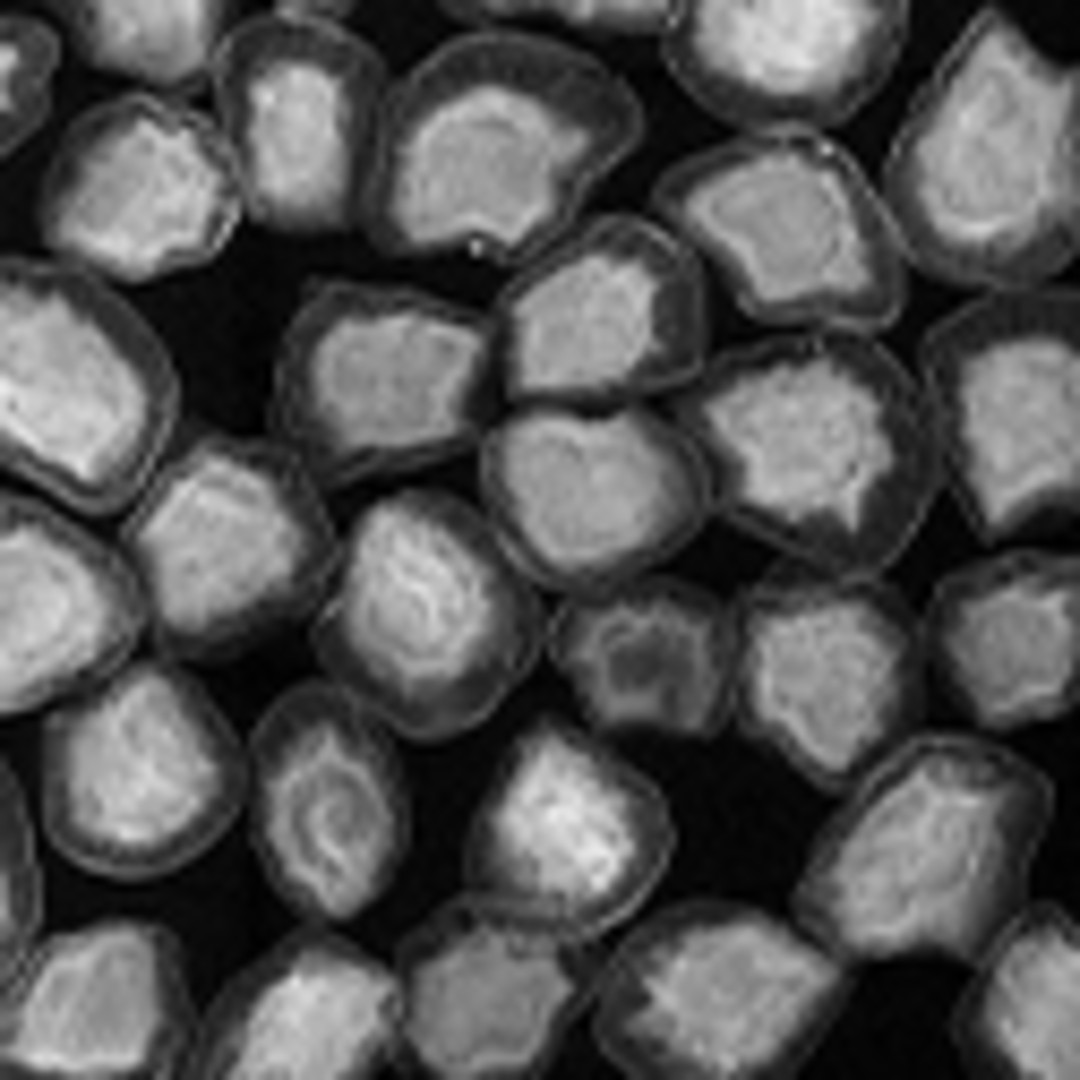 Pequeñas sobrevivientes. Cómo las semillas habitan el desierto