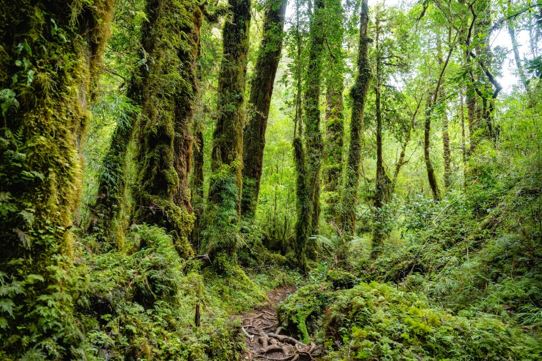 PARQUE NACIONAL ALERCE ANDINO