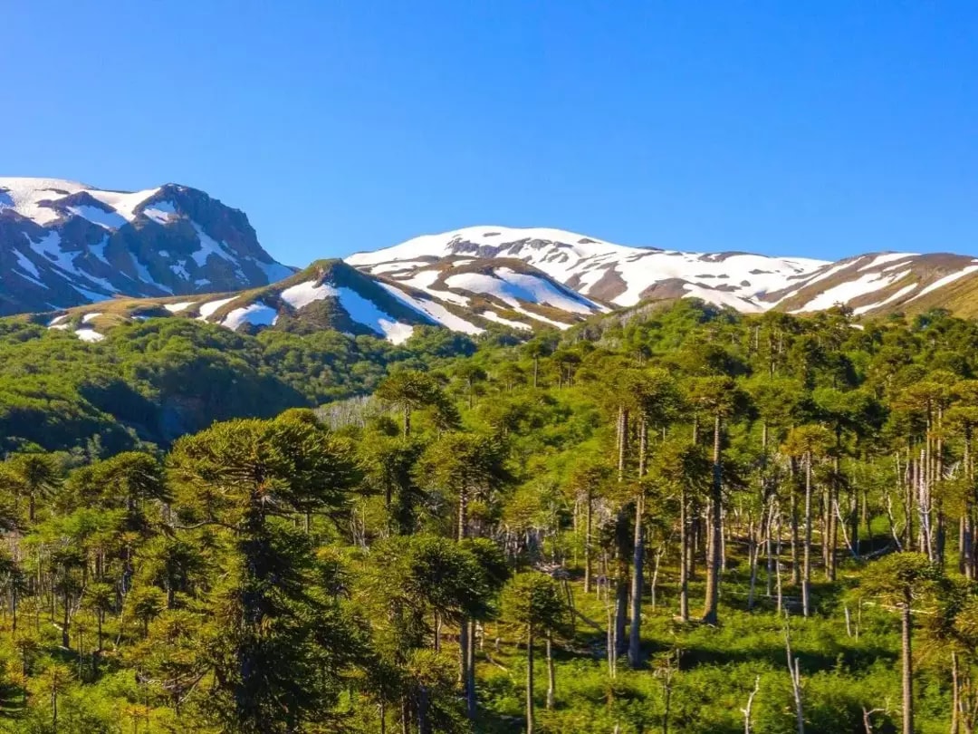 PARQUE NACIONAL VILLARRICA SUR