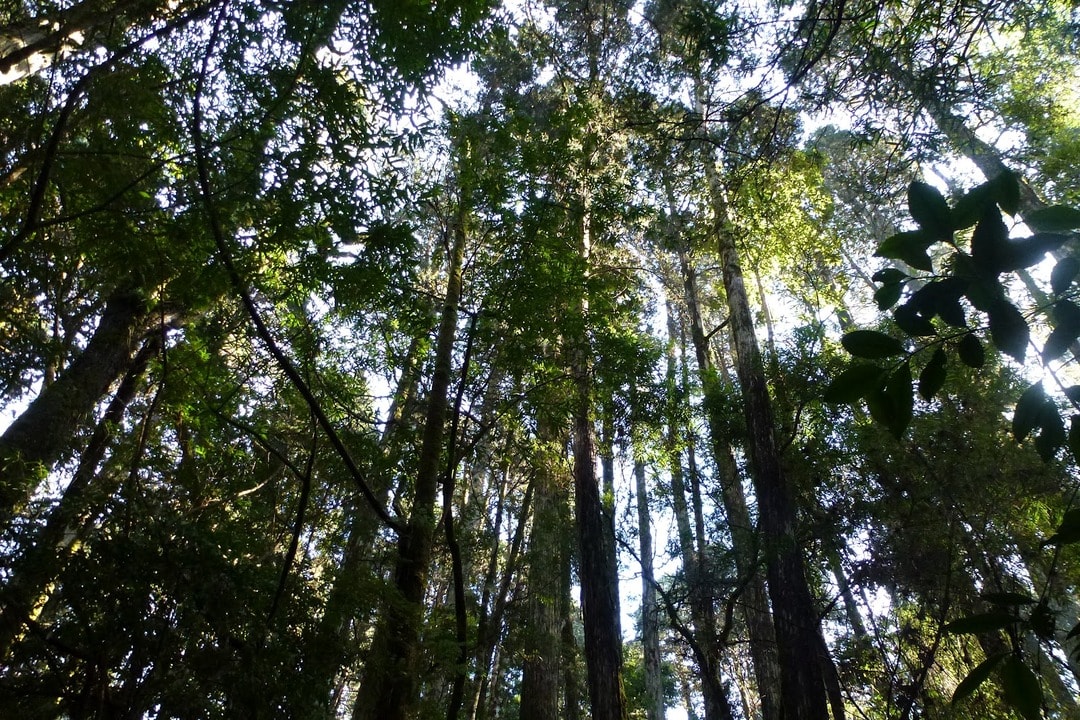 MONUMENTO NATURAL LAHUEN ÑADI