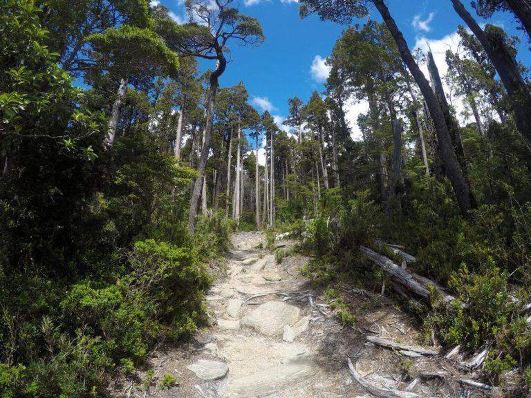 PARQUE NACIONAL ALERCE COSTERO